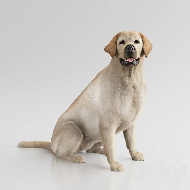 Labrador Retriever 3D Model