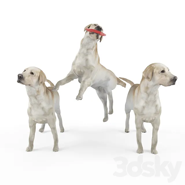 Labrador Shelby 3 variations 3D Model