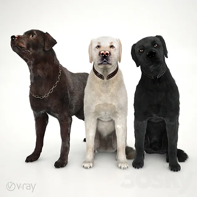 Labradors 3DModel