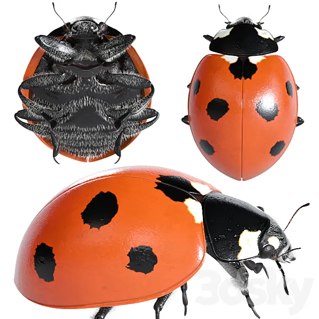 Ladybug (vray NEXT) 3D Model