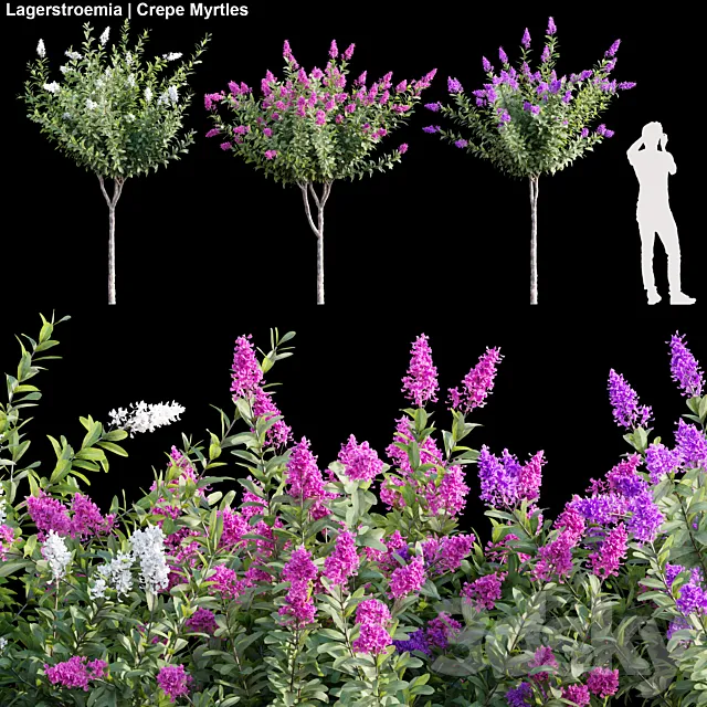 Lagerstroemia | Crepe Myrtles 01 3D Model