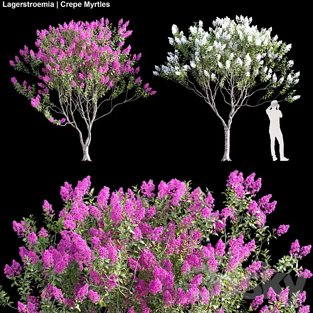 Lagerstroemia | Crepe Myrtles 02 3D Model