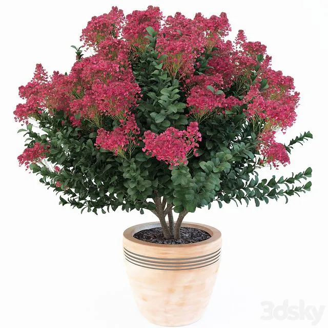 Lagerstroemia indica 3D Model