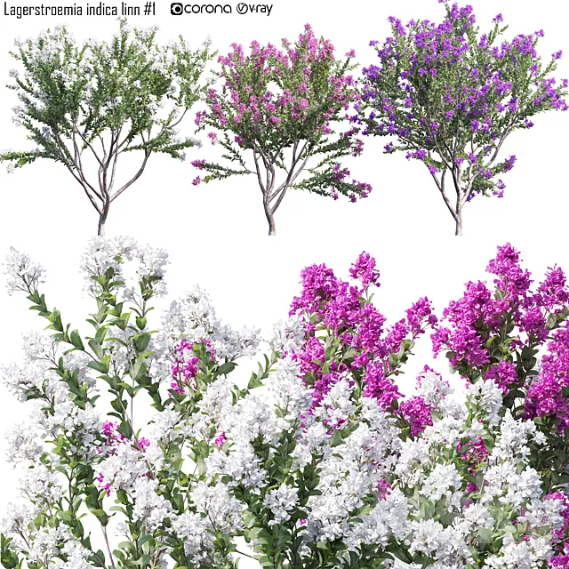 Lagerstroemia indica linn # 1 3D Model