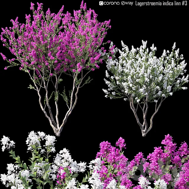 Lagerstroemia indica linn # 3 3D Model