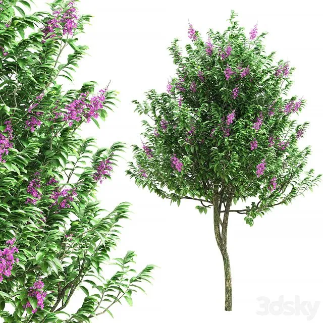 Lagerstroemia speciosa tree 3D Model