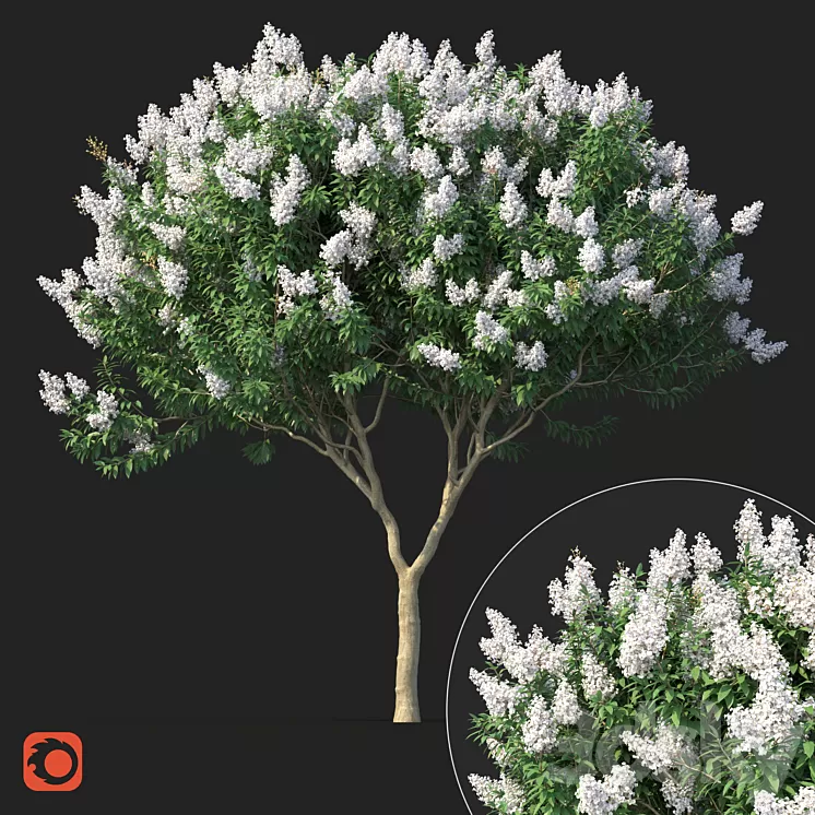 Lagerstromia tree with white flowers No 1 Corona 3D Model Lagerstromia tree with white flowers No 1 Corona 3D Model