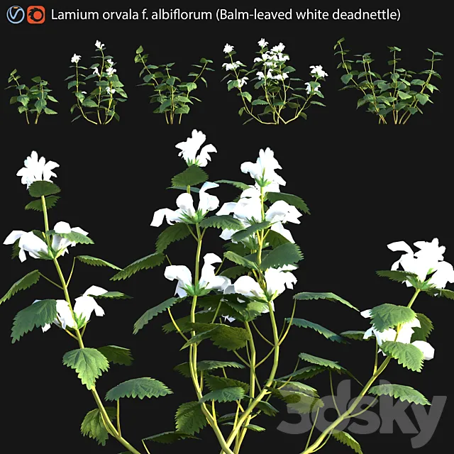 Lamium orvala – Balm-leaved white deadnettle – 01 3D Model Lamium orvala – Balm-leaved white deadnettle – 01 3D Model