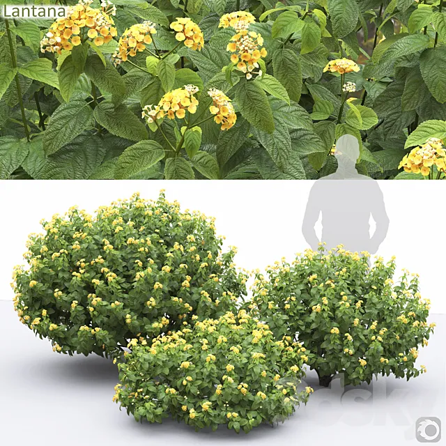 Lantana 3D Model