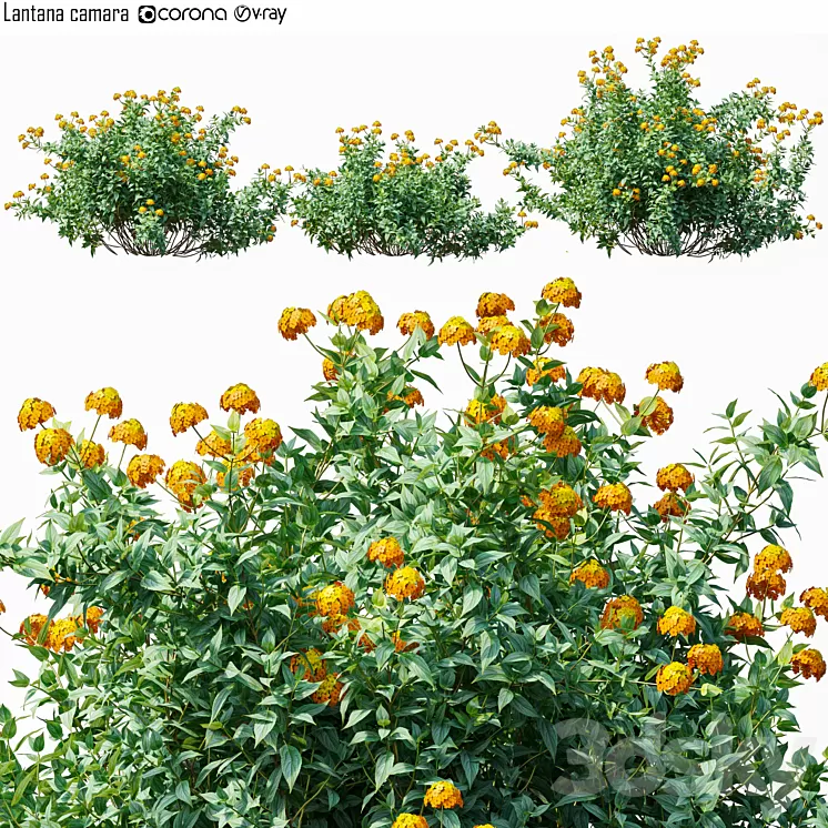 Lantana camara 3D Model