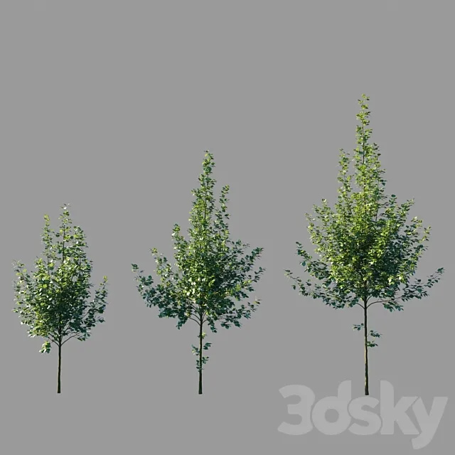 Large-leaved linden _ Tilia platyphyllos 3D Model Large-leaved linden _ Tilia platyphyllos 3D Model