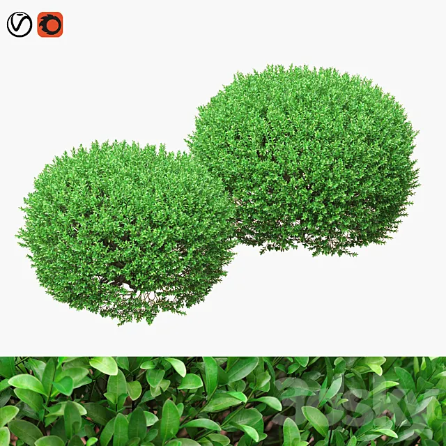 Large round boxwood bushes 3D Model