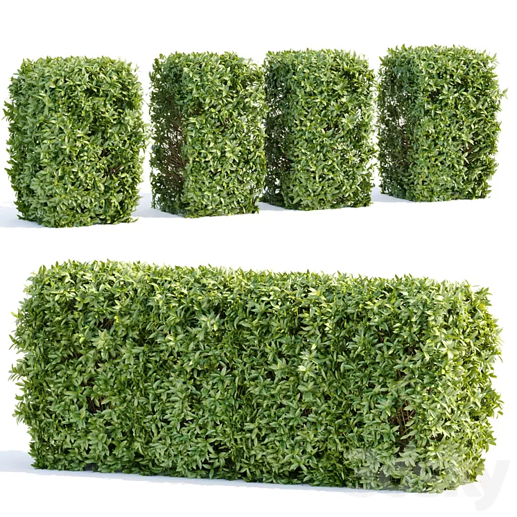 Laurel Hedging Bushes vol 111 3D Model Free Download Laurel Hedging Bushes vol 111 3D Model Free Download