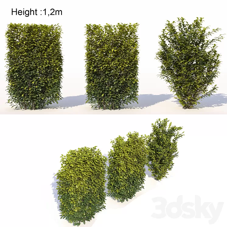 Laurus nobilis 02 3D Model Laurus nobilis 02 3D Model