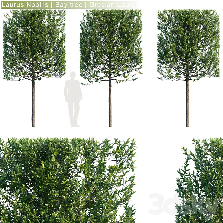 Laurus Nobilis | Bay tree | Grecian Laurel hedge # 3 3D Model