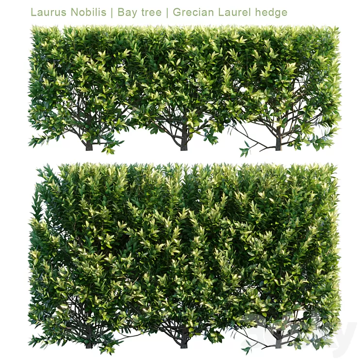 Laurus Nobilis | Bay tree | Grecian Laurel hedge 3D Model Laurus Nobilis | Bay tree | Grecian Laurel hedge 3D Model