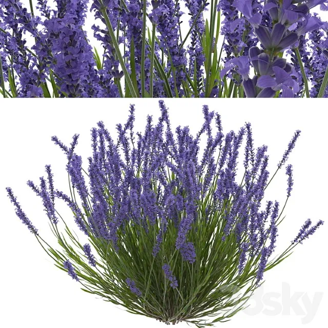 Lavanda Kust 3D Model Download