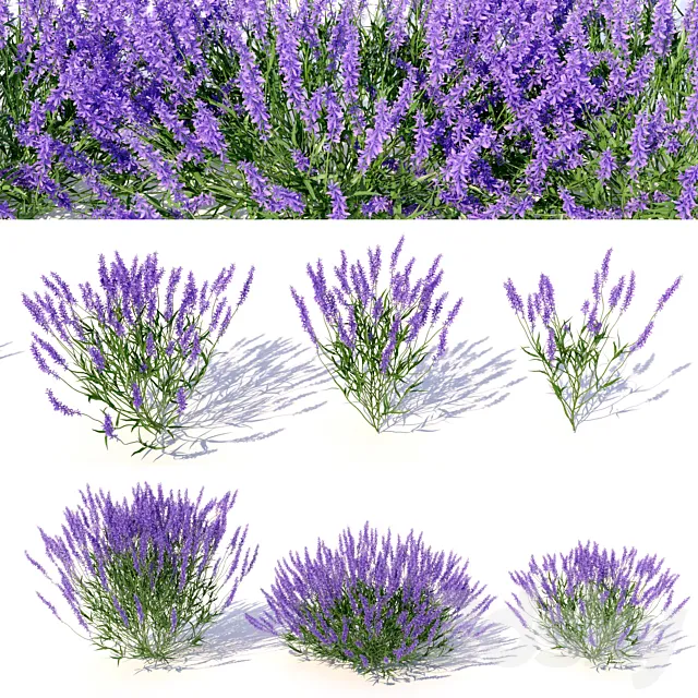 Lavandula 3D Model Lavandula 3D Model