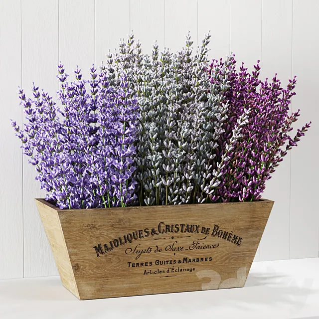 Lavender 3D Model Lavender 3D Model