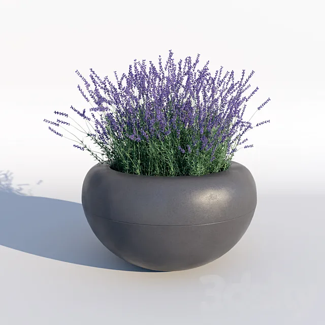 Lavender 3DModel Lavender 3DModel