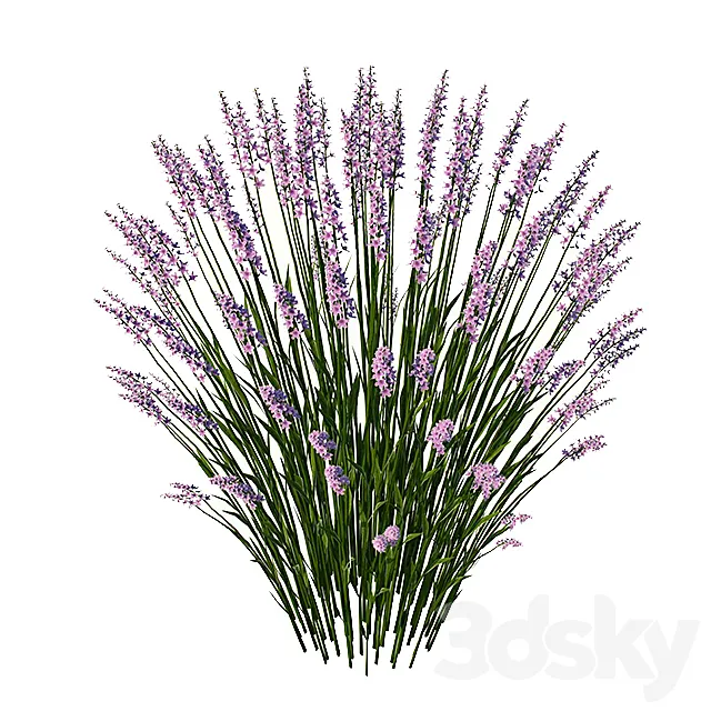lavender 3DModel lavender 3DModel