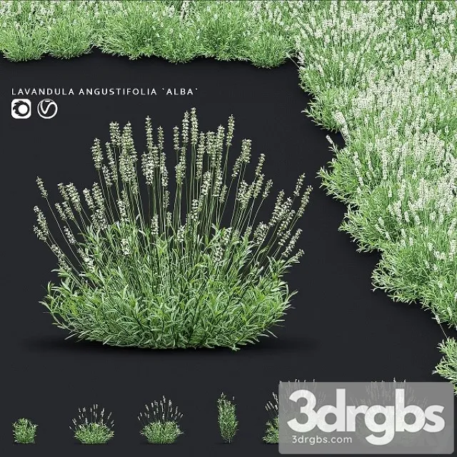 Lavender Angustifolia Flowers 3D Model Download Lavender Angustifolia Flowers 3D Model Download