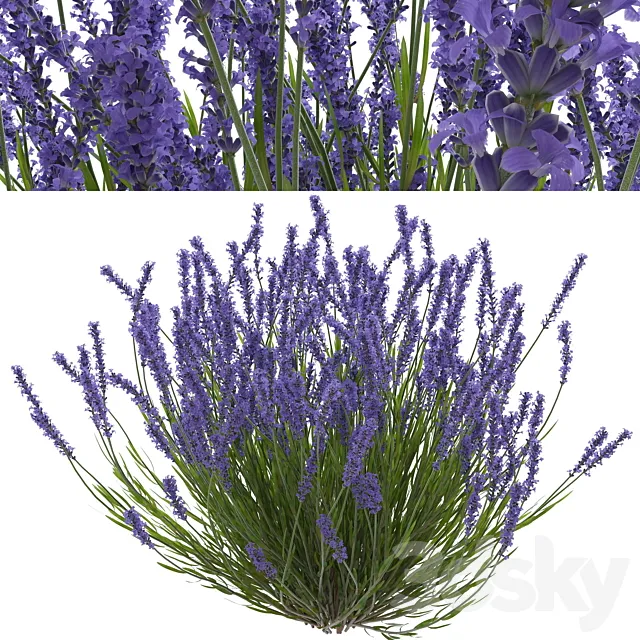 Lavender bush 3D Model Lavender bush 3D Model