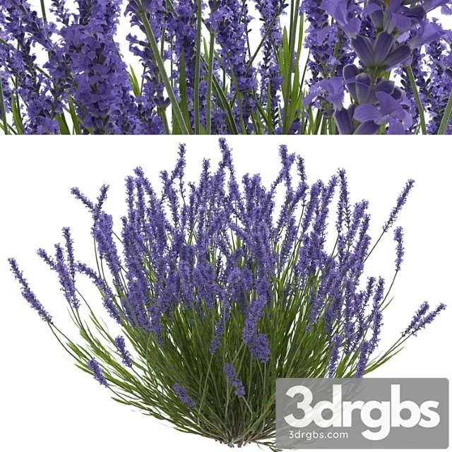Lavender bush Lavender bush