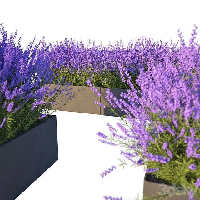 Lavender in Cubes 3D Model Lavender in Cubes 3D Model