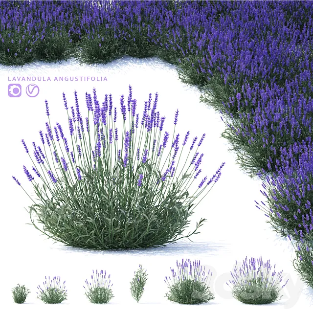 Lavender narrow-leaved flowers | Lavandula angustifolia 3D Model Lavender narrow-leaved flowers | Lavandula angustifolia 3D Model