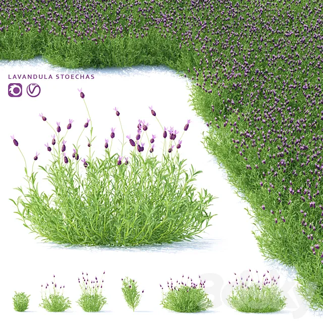Lavender Stahad flowers | Lavandula stoechas 3D Model Lavender Stahad flowers | Lavandula stoechas 3D Model