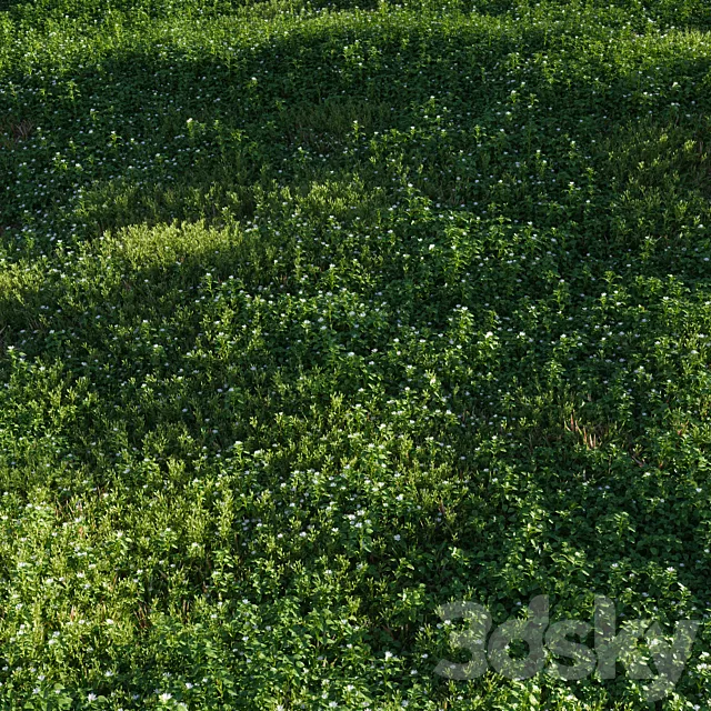 Lawn: Chickweed (chickweed) and bluegrass 3D Model Lawn: Chickweed (chickweed) and bluegrass 3D Model