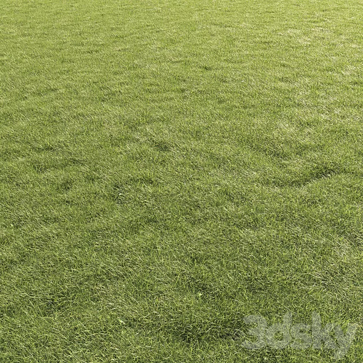 Lawn Grass 01 3D Model Free Download