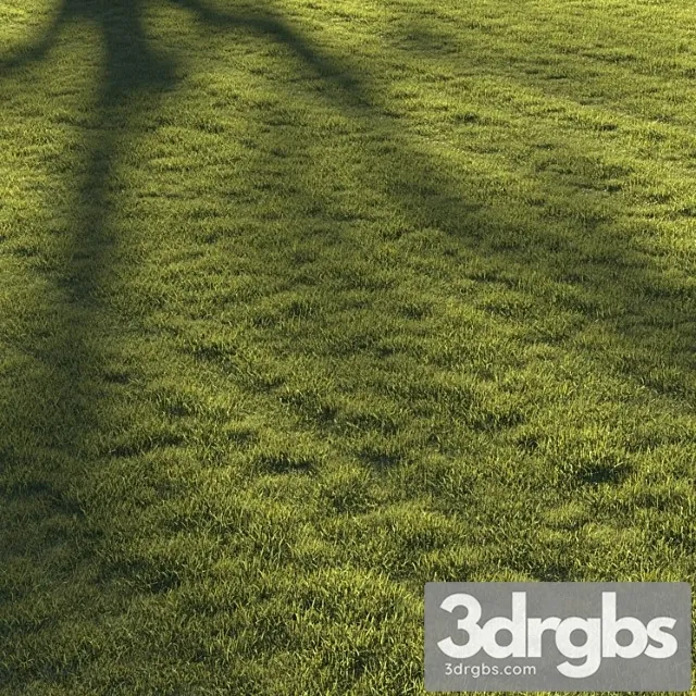 Lawn grass ?2 Lawn grass ?2