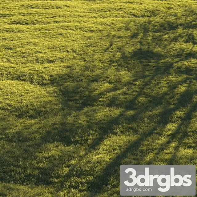 Lawn grass 3 Lawn grass 3