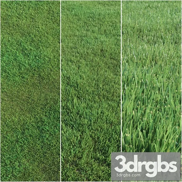 Lawn grass_222 Lawn grass_222