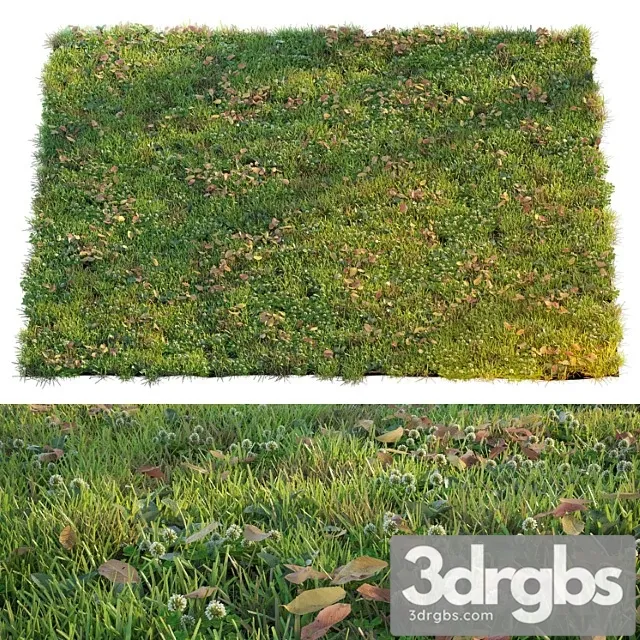 Lawn With Clover and Dry Leaves 3D Model Download