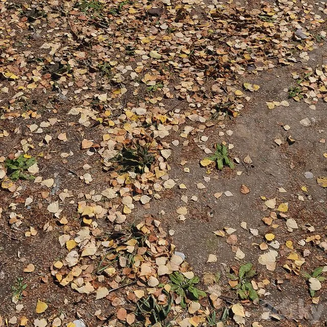 Leaf_Earth 3 3D Model Leaf_Earth 3 3D Model