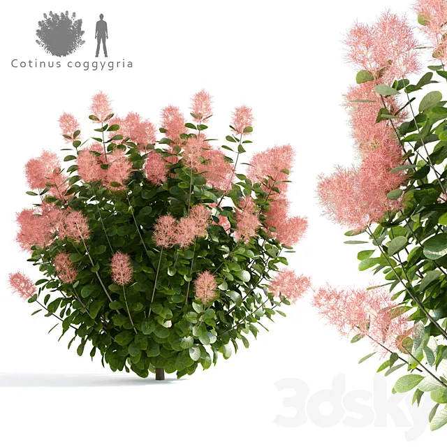 Leather Sump | Cotinus coggygria 3D Model