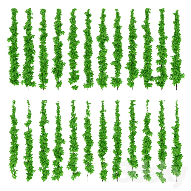 Leaves of grapes on the vine 3D Model Leaves of grapes on the vine 3D Model