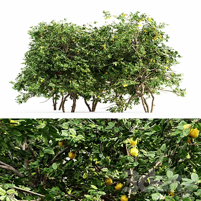 Lemon Fruit 5 tree 3D Model