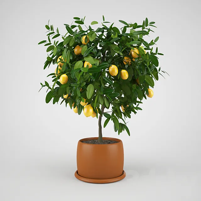 Lemon tree 3D Model Lemon tree 3D Model