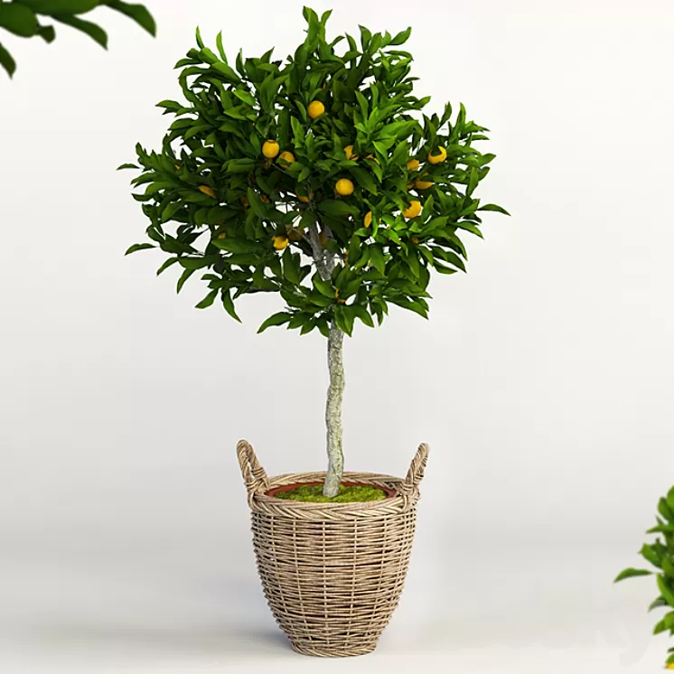 Lemon Tree 3D Model - 3DSKY Decor Helper