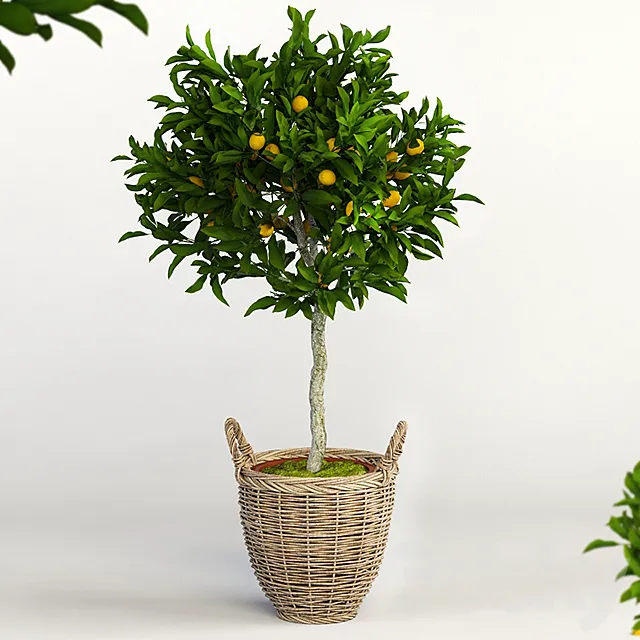 Lemon Tree 3DModel Lemon Tree 3DModel