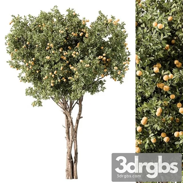 Lemon Tree Set 117 3D Model Download