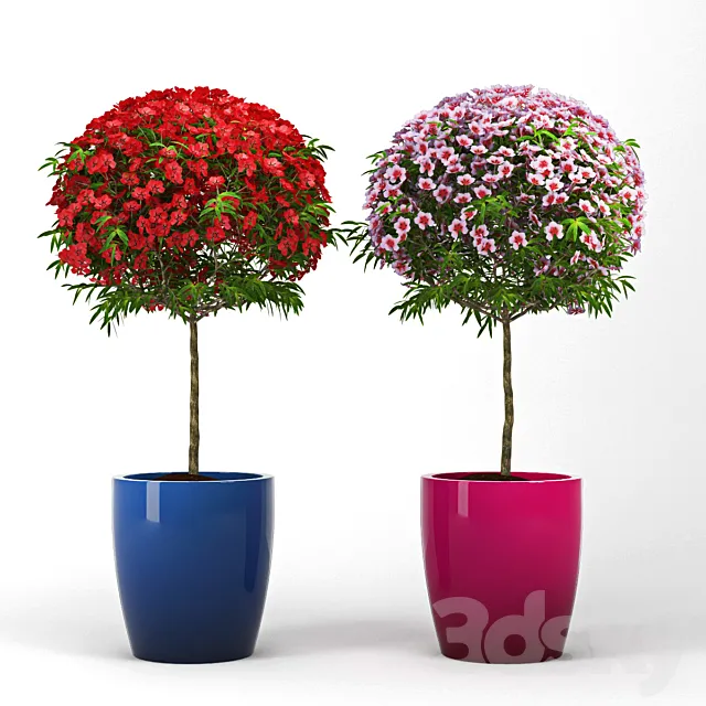 Leptospermum_Topiary 3DModel