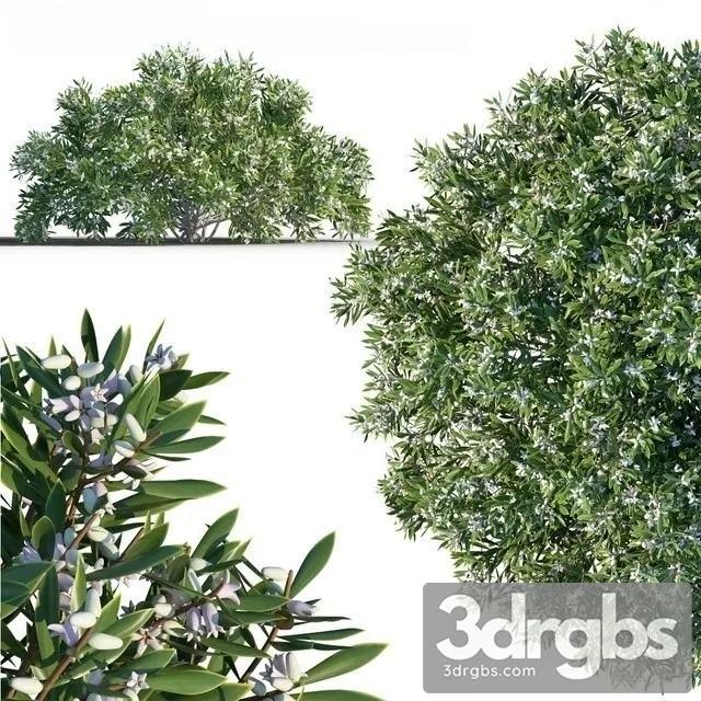 Leucopogon Parviflorus 3D Model Download