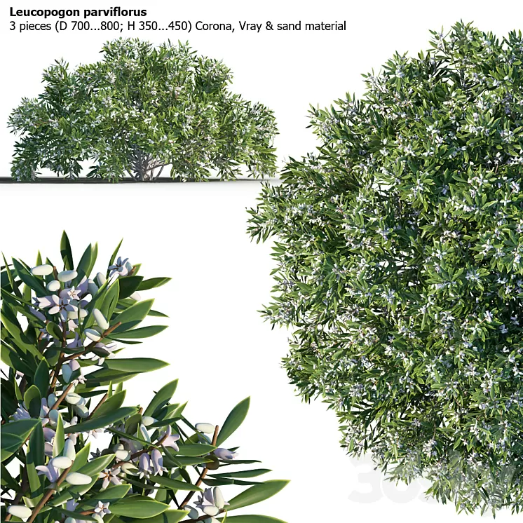 Leucopogon parviflorus shrub 3D Model