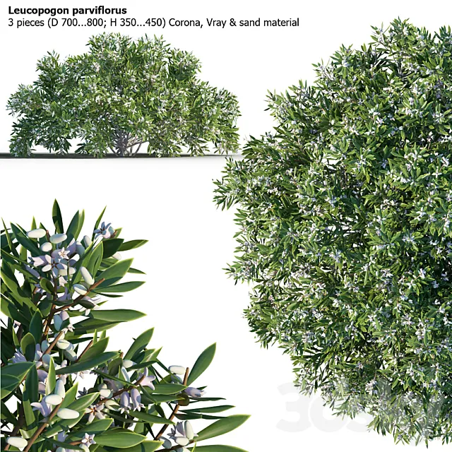 Leucopogon parviflorus. shrub 3DModel