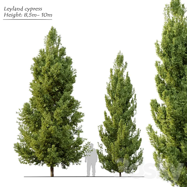 Leyland cypress 3D Model